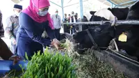 Kunjungan Khofifah ke produksi susu di Pasuruan