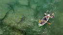 Pemandangan udara hiu yang berenang di dekat kayak tiup di perairan Laut Mediterania dangkal di lepas pantai kota Hadera di utara Tel Aviv, Israel, Selasa (20/4/2021). Lusinan hiu pasir yang dapat tumbuh hingga mencapai tiga meter itu mendadak berkumpul di lepas pantai Israel utara. (JACK GUEZ/AFP)