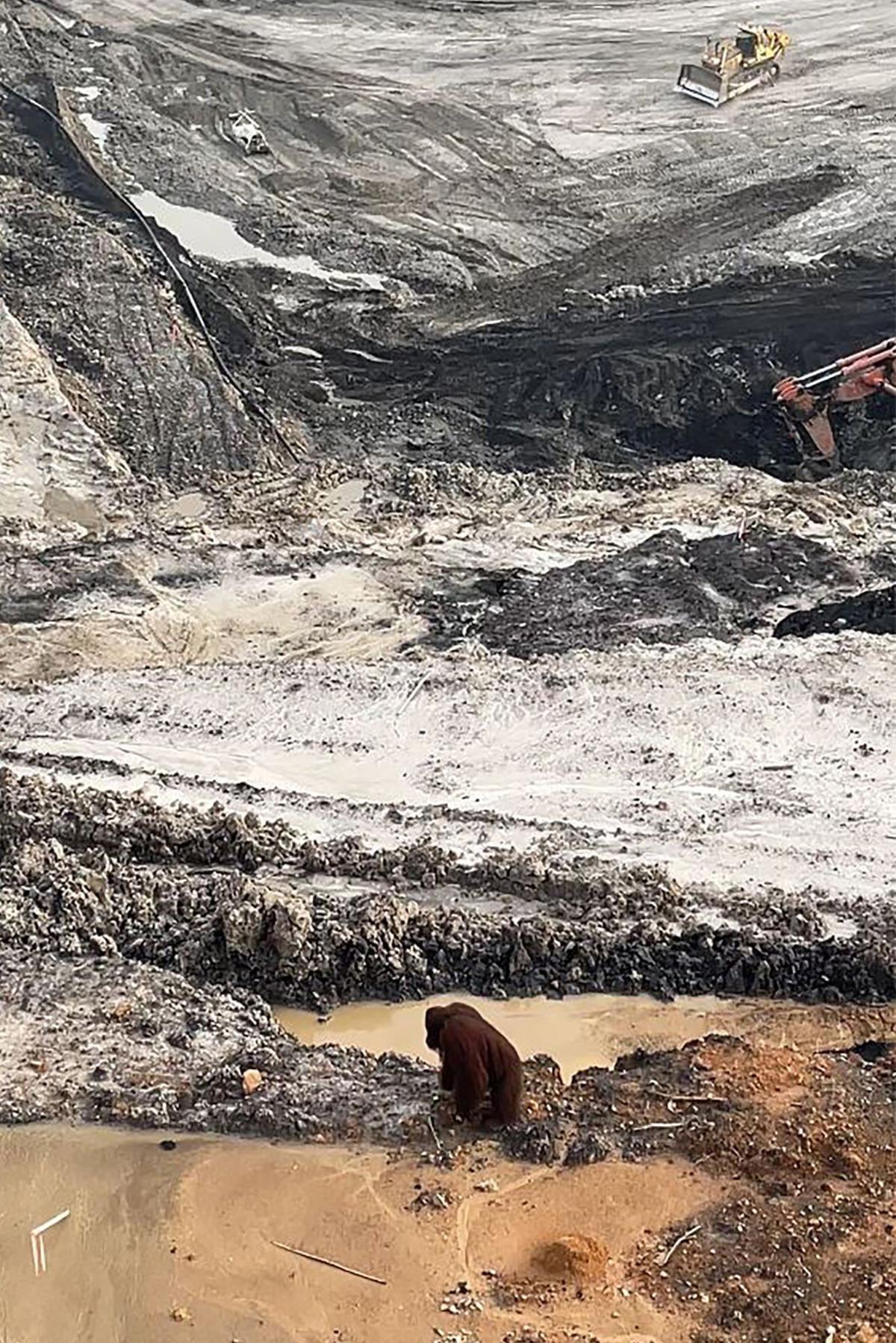 Orangutan ini kebingungan di tengah tambang batu bara Kalimantan
