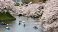 Menikmati indahnya hamparan bunga Sakura saat tradisi Hanami di Tokyo, Jepang. (Foto: lonelyplanet.com)