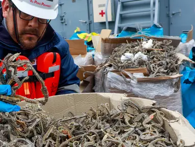 Petugas menunjukkan kuda laut yang disita dari sebuah kapal di Pelabuhan Callao, Peru, Senin (30/9/2019). Otoritas Peru berhasil menangkap kapal yang mengangkut 12,3 juta kuda laut kering. (Peruvian Ministry of Production/AFP)