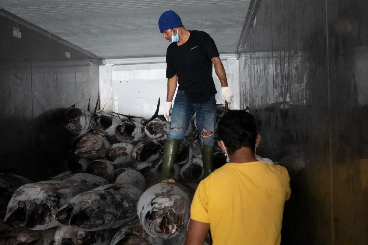 Indonesia akhirnya melakukan ekspor perdana ikan tuna ke Vietnam. Ini merupakan hasil kerja sama antara Lembaga Pembiayaan Ekspor Indonesia (LPEI)/Indonesia Eximbank dengan PT Sarinah. (Dok Sarinah)