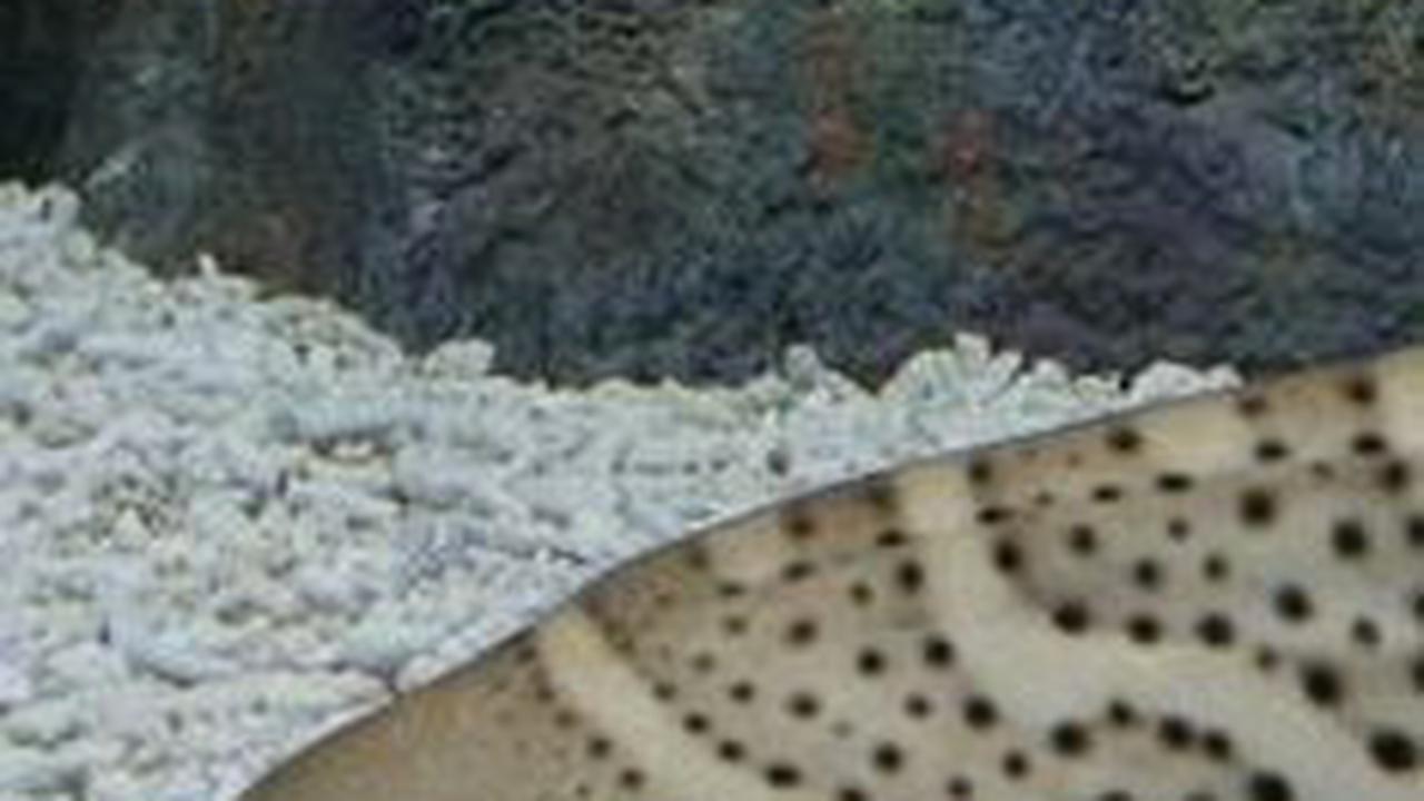 <b>Jenis Hiu Bengkak</b>