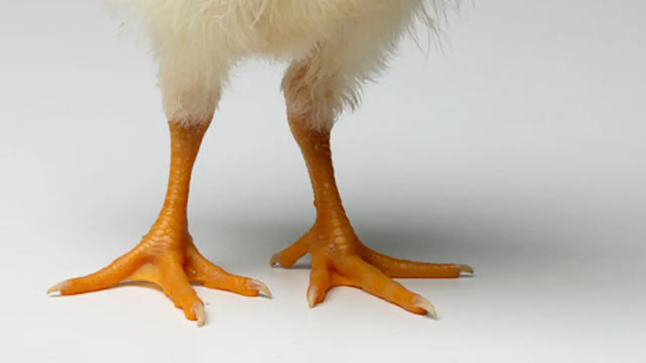 Kaki Prostetik untuk Ayam yang Dibanderol 33,74 Juta Rupiah