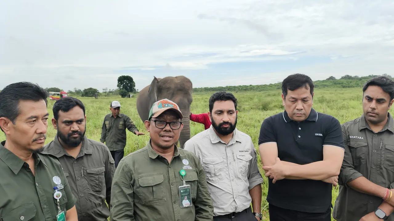 Kementerian Kehutanan menggandeng Faunaland Indonesia dan mitra internasional dari India, Vantara, memperkuat perlindungan Gajah Sumatera yang saat ini berada dalam kondisi populasi kritis. (Istimewa)