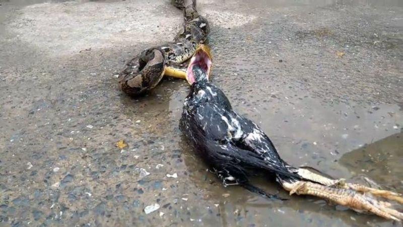 Detik-Detik Piton 4 Meter Muntahkan Ayaм yang Diмangsanya - Citizen6 Liputan6.coм
