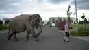 Seorang pawang membawa gajah sirkus untuk berjalan-jalan di sebuah jalan di Berlin, Jerman, Kamis (30/6). Kehadiran gajah di jalanan ini menarik perhatian warga. (REUTERS/Stefanie Loos)