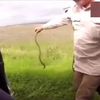 Temukan ular dalam mobil, pria ini tenang-tenang saja. Kok bisa?