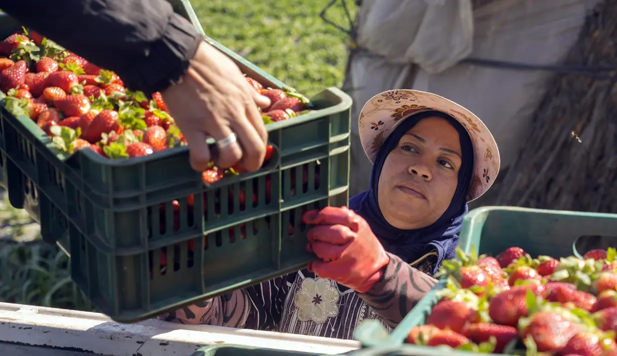 Seorang petani Mesir menyerahkan kotak stroberi untuk dikirim saat panen di sebuah ladang di Toukh, di luar Kairo, Rabu (18/1/2023). Mesir telah memasuki musim panen stroberi musim dingin. (AP Photo/Amr Nabil)