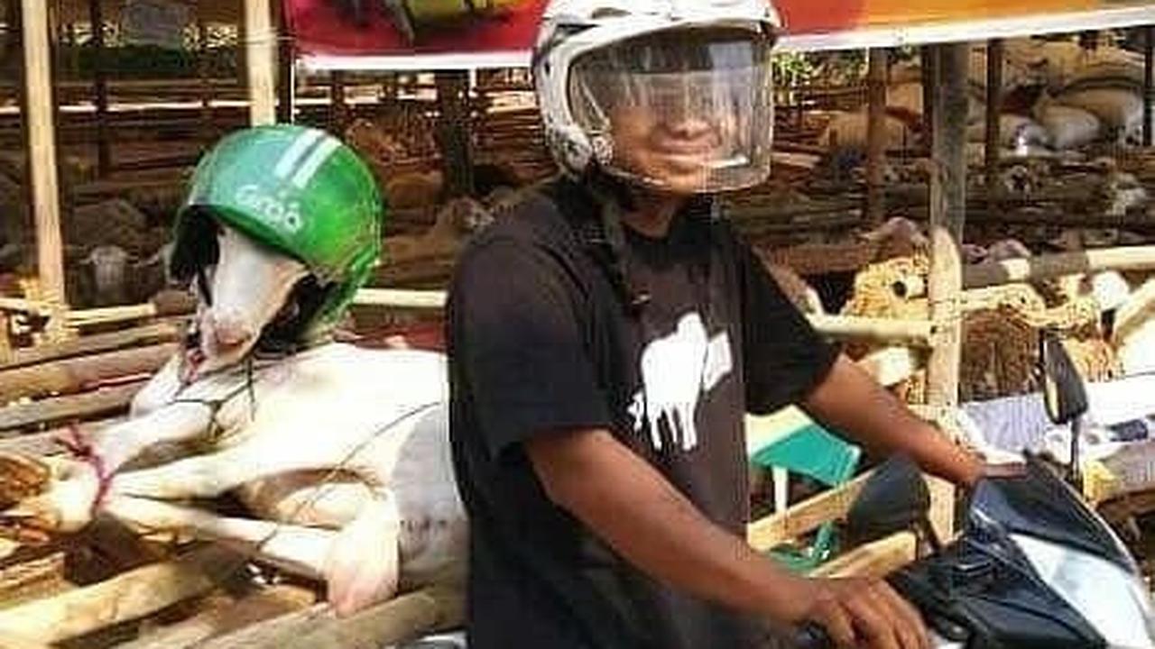 Sangat menggelikan hingga menggunakan helm