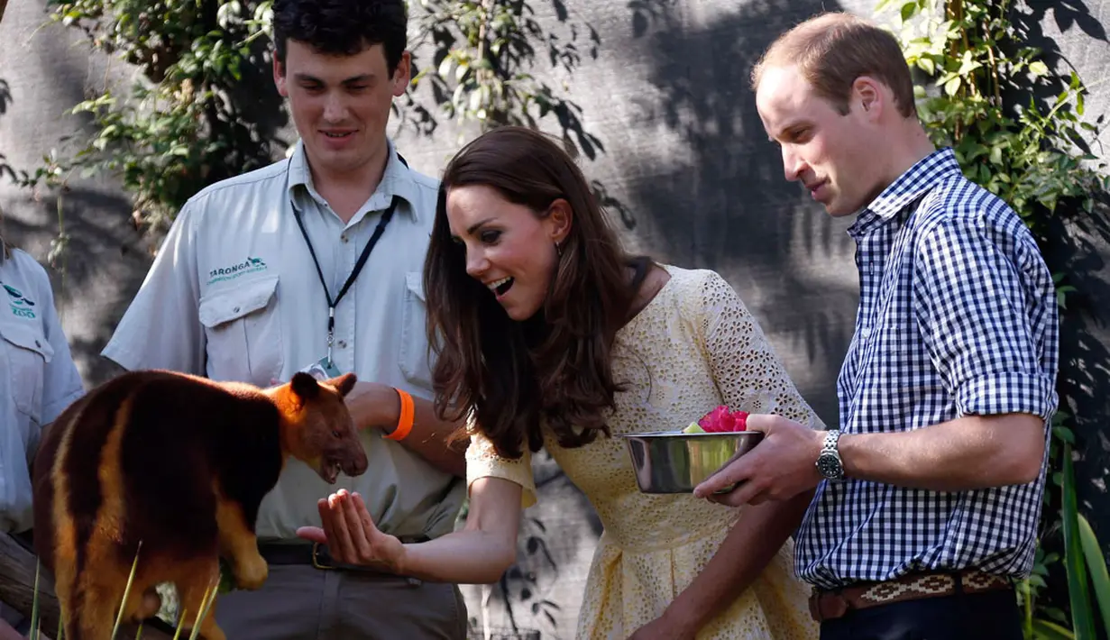 Saat berkunjung kebun binatang Taronga, Sydney, Australia, (20/4/2014), Kate Middleton juga terlihat memberi makan seekor kanguru pohon. (REUTERS / David Gray)