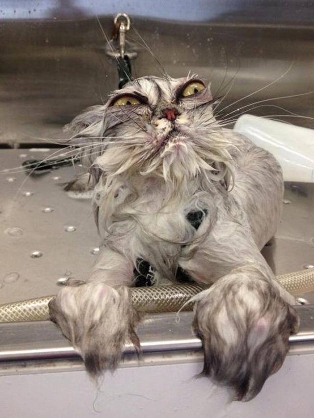 Sambil Berontak, Ini 7 Potret Hewan Peliharaan Saat Dimandikan yang Kocak