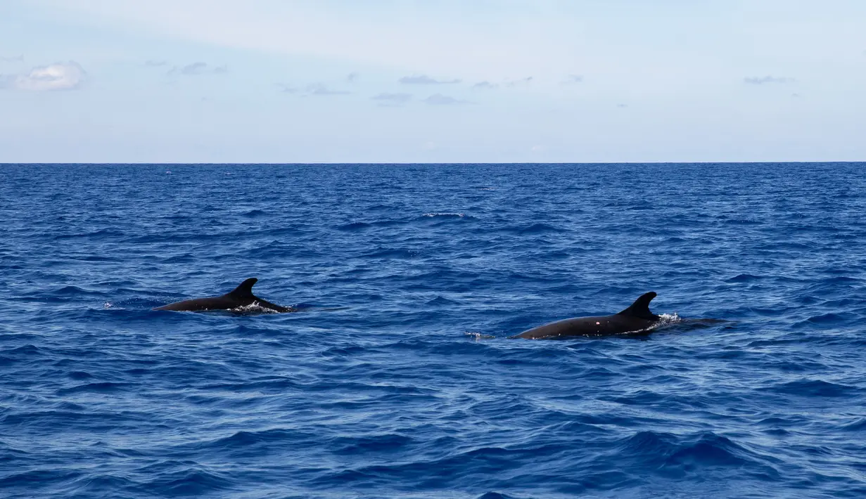 Paus pembunuh palsu terlihat di Laut China Selatan pada 18 Juli 2020. Akademi Ilmu Pengetahuan China pada 28 Juli 2020 mengatakan tim peneliti China menemukan 11 spesies paus di Laut China Selatan selama ekspedisi ilmiah laut dalam. (Xinhua/Zhang Liyun)