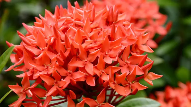 Bunga Asoka (Foto: Three Bouquets)
