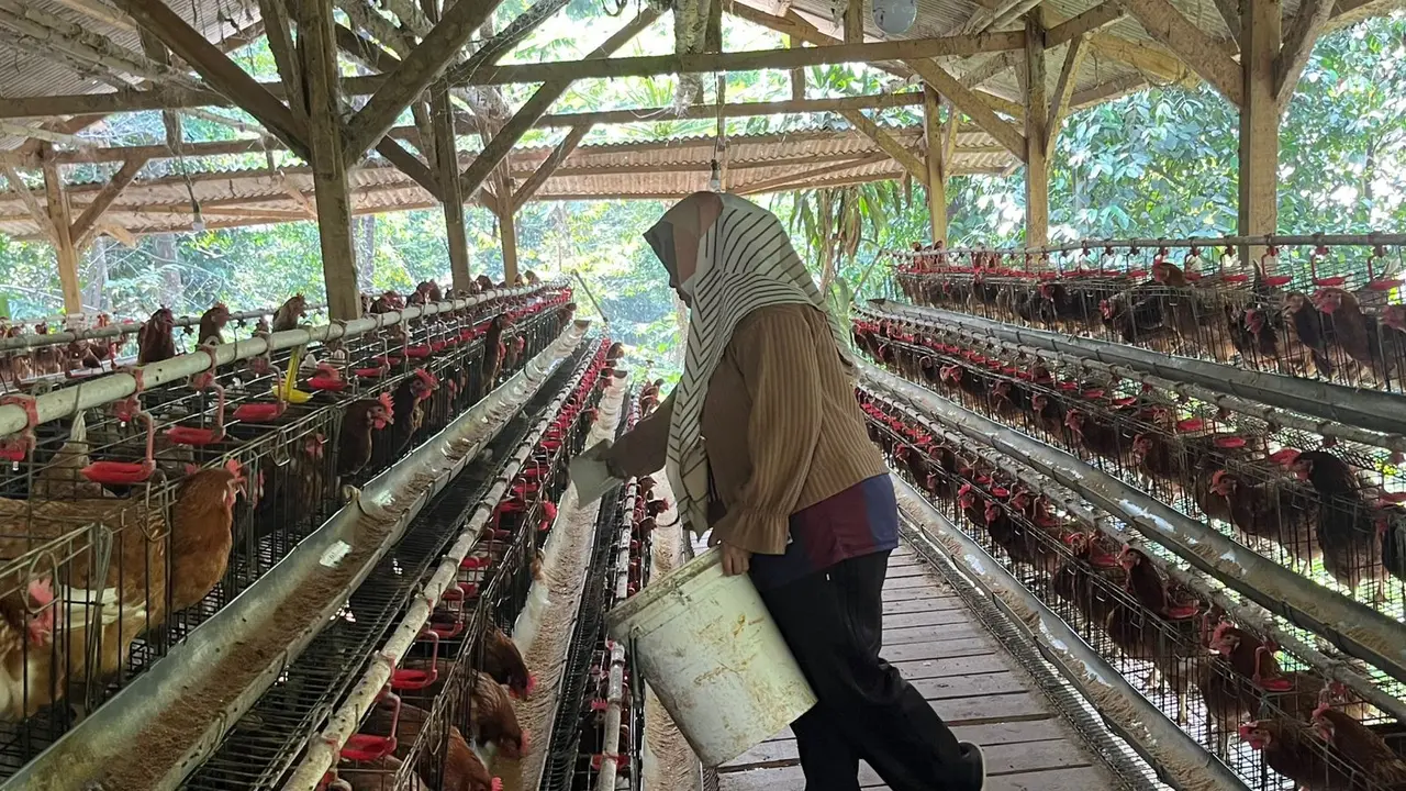 Pemilik Usaha Ayam Petelur di Cibodas, Nahtadia (28)