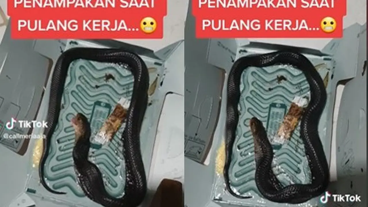 Niat Mau Tangkap Kecoa dengan Lem Tikus, Malah Ular Kobra yang Tertangkap
