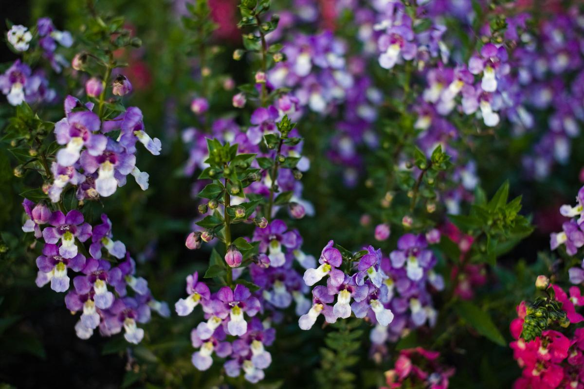 Angelonia (Angelonia angustifolia)