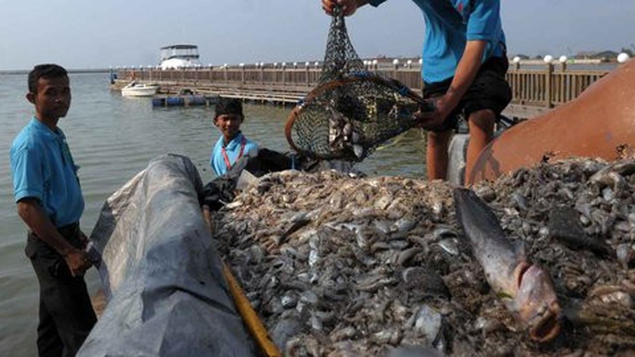 Reklamasi diduga penyebab jutaan ikan di Ancol mati, ini kata Ahok