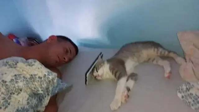 6 Aksi Kucing Bantu Majikan Nonton Film di HP, Lucu Maksimal