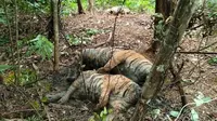 Tiga harimau sumatera ditemukan mati yang diperkirakan akibat jerat babi (dok.instagram/@kementerianlhk/https://www.instagram.com/p/CTCR3DWBUug/Komarudin)