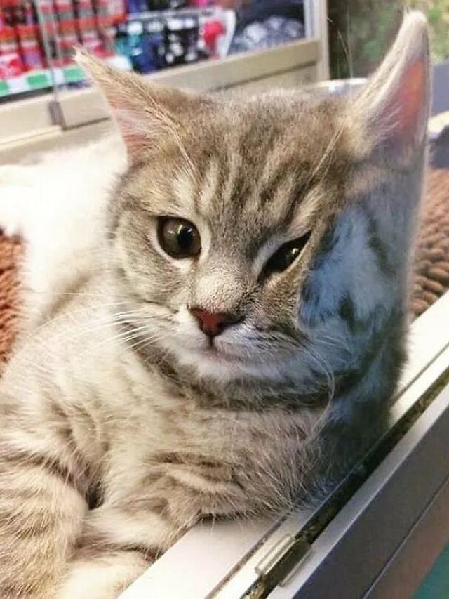7 Potret Menggemaskan Kucing Toko Kelontong Ini Bakal Cerahkan Harimu