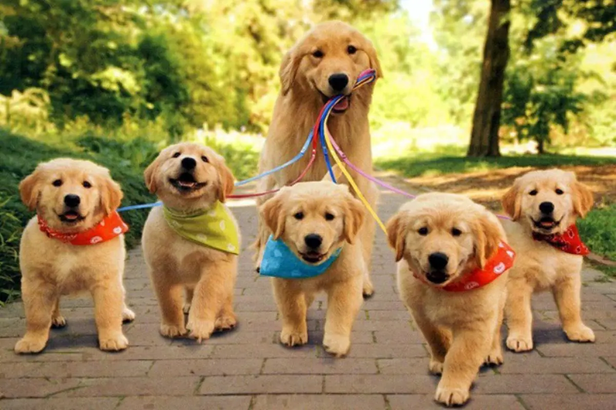 [Bintang] Begini Gaya Anjing yang Sedang Menikmati Hidup