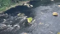 Sungai Cileungsi Menghitam Tercemar Limbah, Begini Respons Bupati Bogor