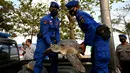 Anggota Ditpolairud Polda Bali menggotong penyu hijau (Chelonia mydas) saat pelepasliaran di Pantai Kuta, dekat Denpasar, Rabu (5/8/2020). Sebanyak 25 dari 36 ekor penyu hijau hasil sitaan dari upaya penyelundupan di perairan Serangan, Denpasar, dilepasliarkan. (SONNY TUMBELAKA/AFP)