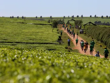 Sejumlah atlet berlatih lari melintasi perkebunan teh pada pagi hari di dekat Iten Home Champions di kota Eldoret, Kenya barat, (20/3). Iten Home dikenal sebagai tempat yang melahirkan atlet lari dunia. (REUTERS/ Siegfried Modola)