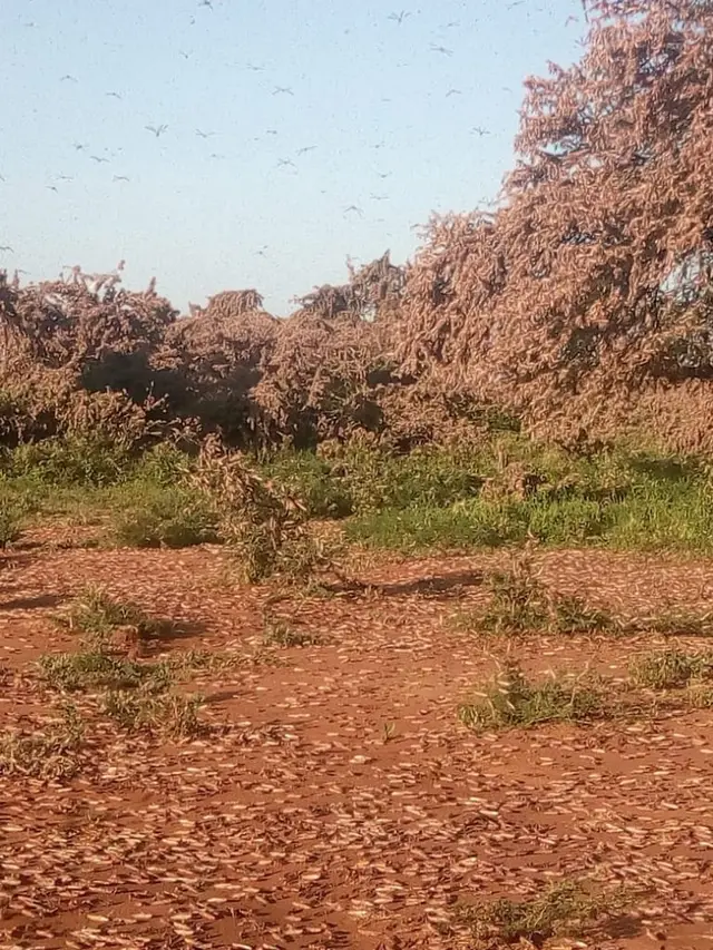 7 Penampakan Langka Jutaan Belalang Serbu Afrika, Sapu Bersih Makanan yang Dilewati