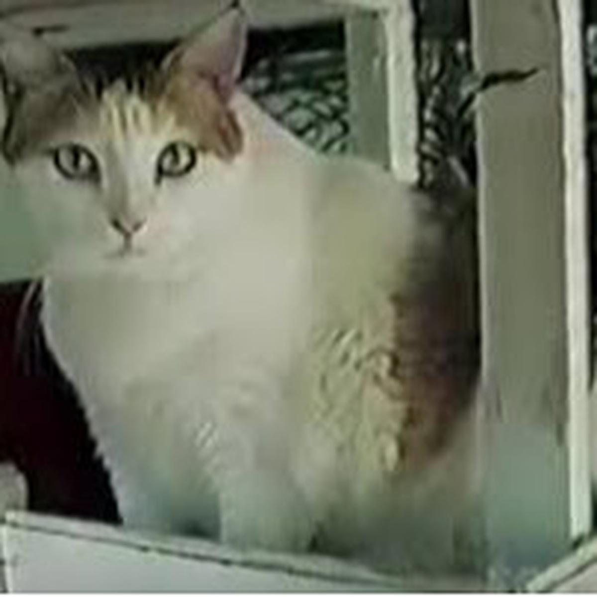Kucing Tertua di Dunia