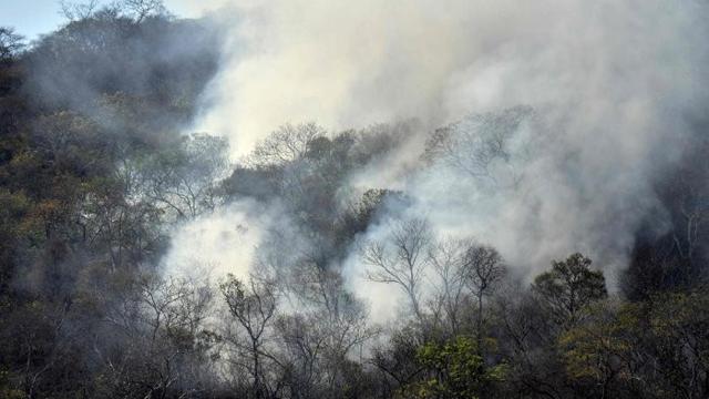 510 Gambar Hewan Dan Hutan Gratis