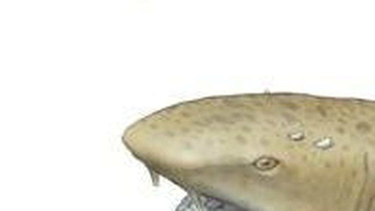 <b>Ptychodus Shark</b><br>