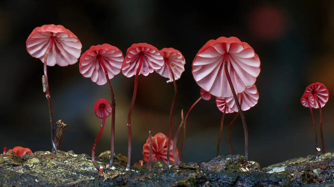 Fungi cantik