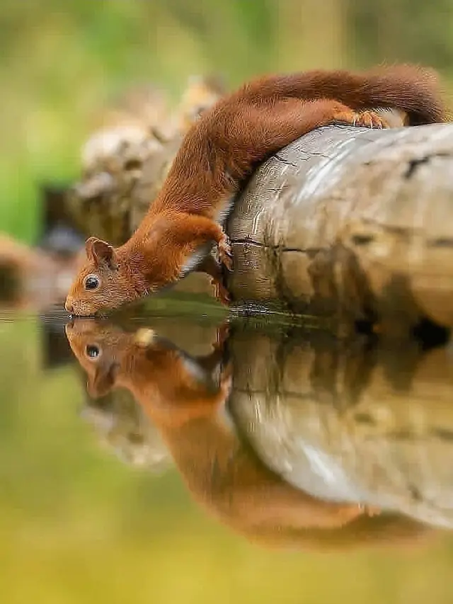Potret Hewan Sedang Minum Ini Epik Banget (sumber: instagram/fantastic.wildlife)