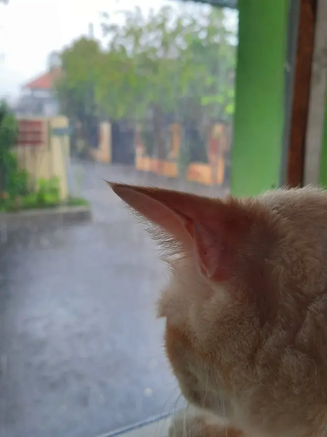 6 Potret Kucing Lihat Hujan Ini Bak 'Anak Senja', Bikin Gemas