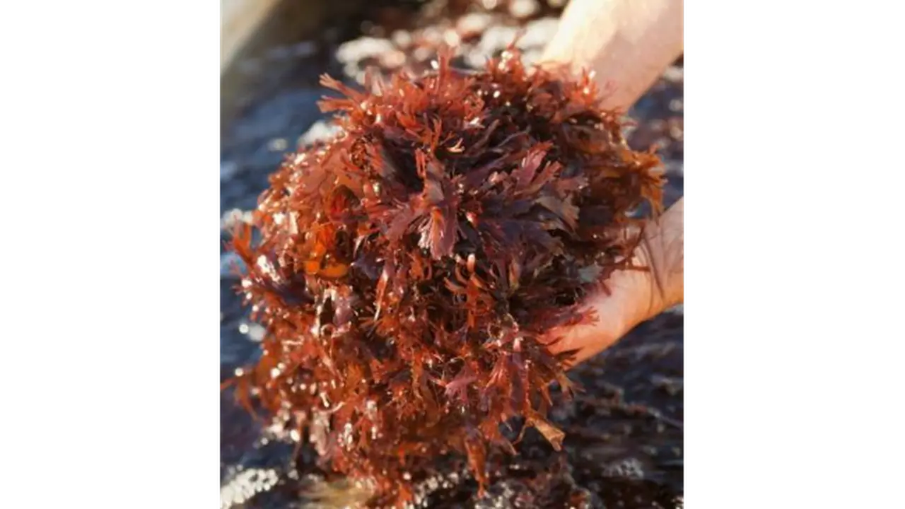 Rumput Laut Miliki Rasa Layaknya Daging Babi Asap