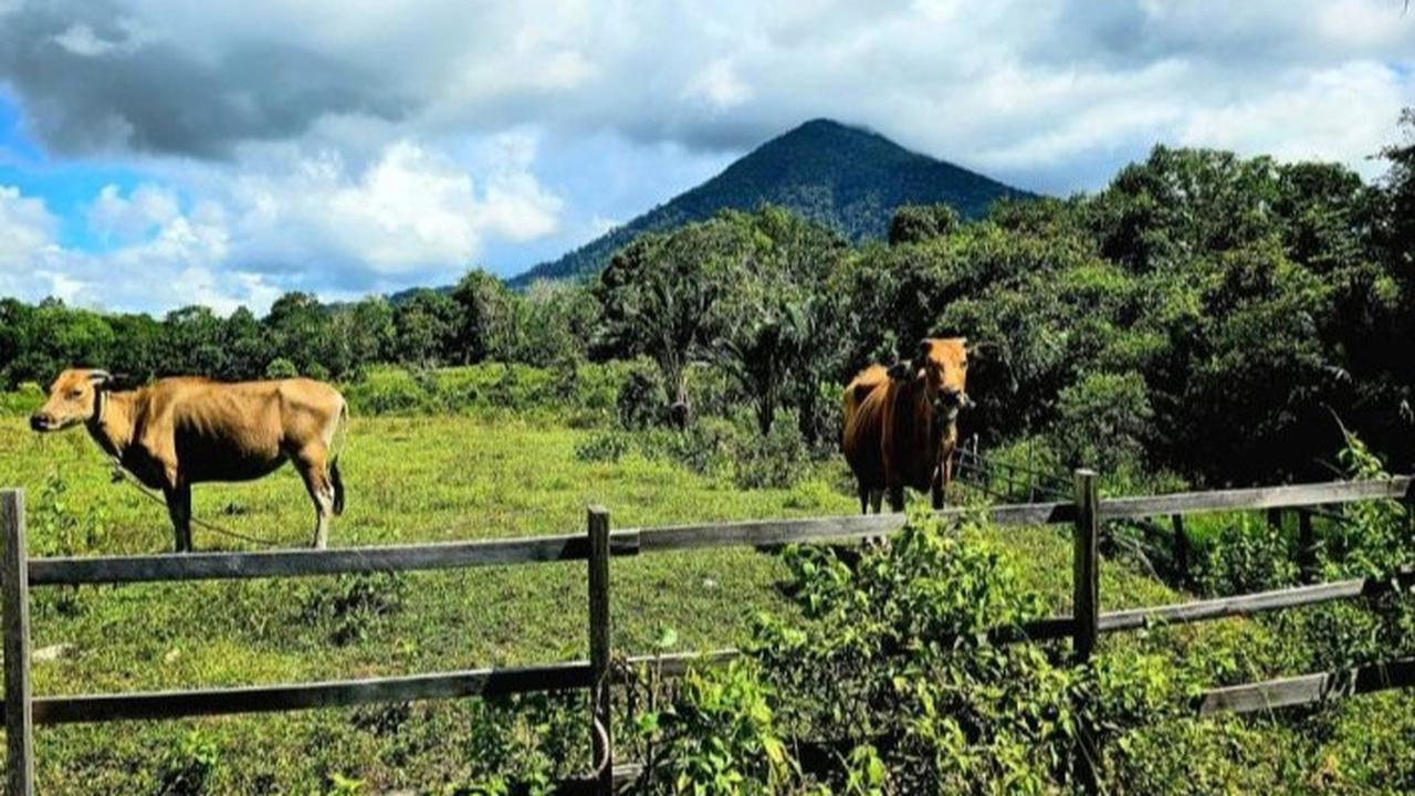 Daftar Negara dengan Populasi Sapi & Kambing Terbanyak di Dunia, Ada Indonesia?