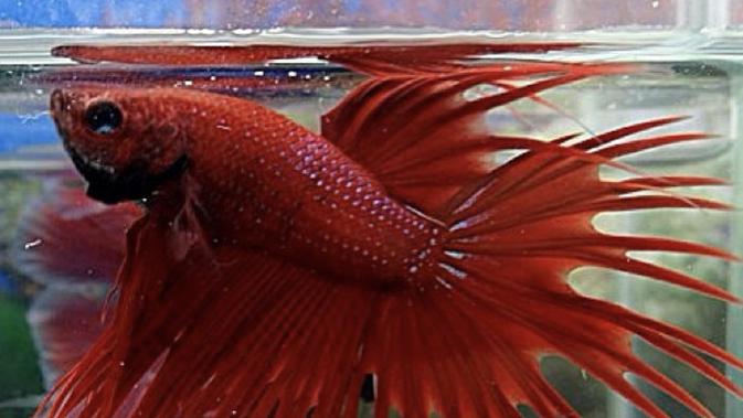 Ikan Cupang Crowntail Merah. (instagram/@bettafishpics)