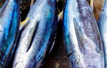 Punya Potensi Besar, Menteri Trenggono Ajak Turki Investasi Budidaya Ikan Tuna di Indonesia