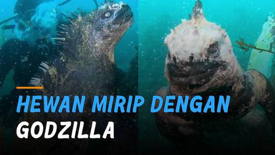 VIDEO: Mirip Godzilla, Ini Dia Iguana Laut di Ekuador