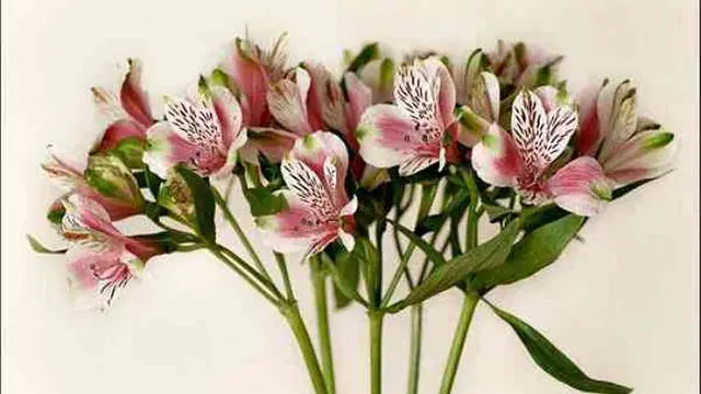 [Bintang] Diwakili sama Bunga, Ini Bunga yang Sesuai dengan Zodiak Kamu