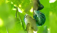 Biawak Pohon Biru, Reptil Langka dari Indonesia yang Punya Ekor Istimewa
