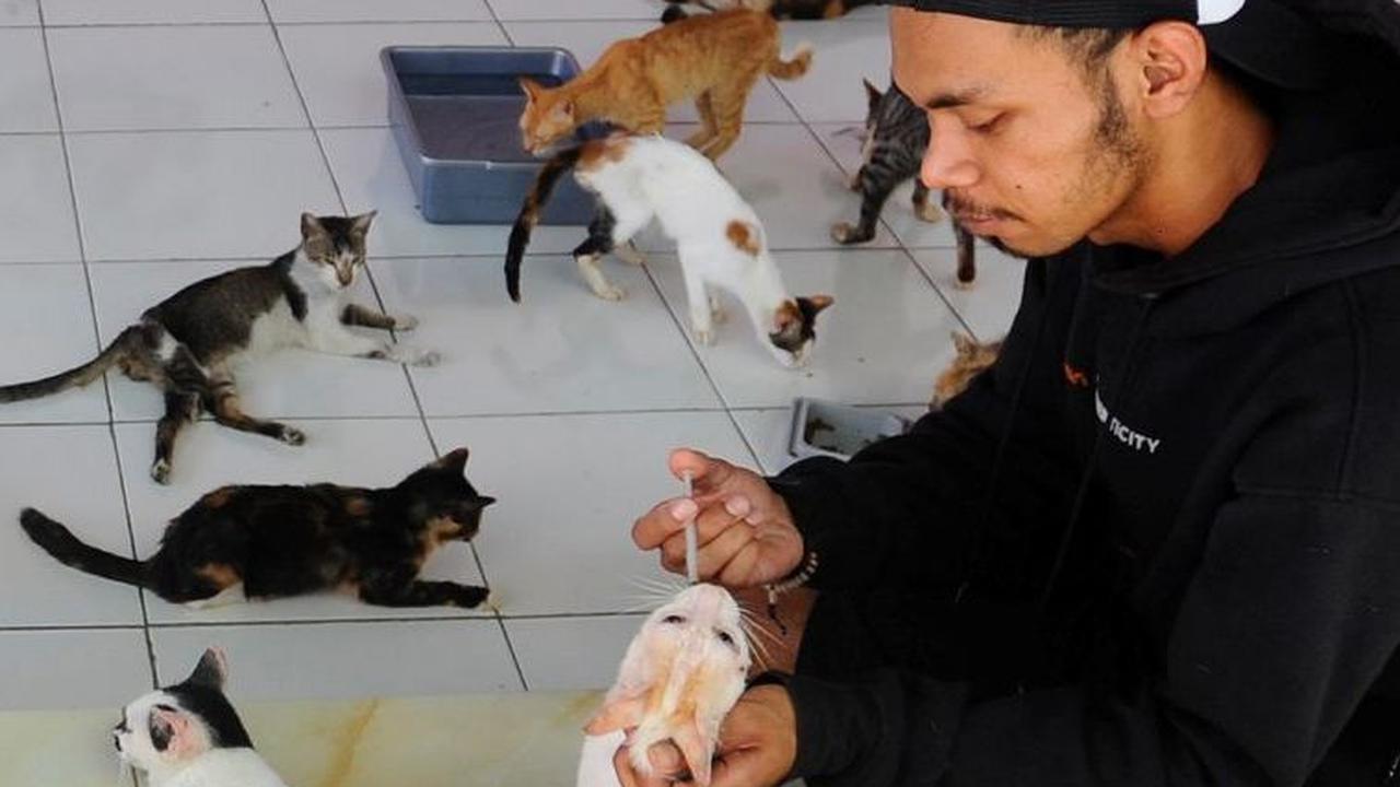 Sebelumnya, Rumah Singgah Clow yang sekaligus klinik satwa di Parung, Bogor itu mengalami kebakaran pada Rabu, 12 Juli 2023 lalu. Buntut dari peristiwa itu, sebanyak 20 ekor kucing dikabarkan mengalami gangguan pernapasan, dan yang menyedihkan, empat ekor