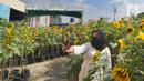 Pengunjung berswafoto di antara tanaman bunga matahari di Bogor Sky Garden, Mall BTM, Kota Bogor, Jawa Barat, Minggu (13/06/2021). Taman bunga matahari di atap gedung pusat perbelanjaan itu menjadi wisata alternatif gratis bagi pengunjung dalam mengisi libur akhir pekan. (merdeka.com/Arie Basuki)