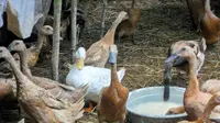 Panduan Ternak Bebek Petelur 20 Ekor untuk Pemula, Lebih untung Sistem Kandang atau Angon?