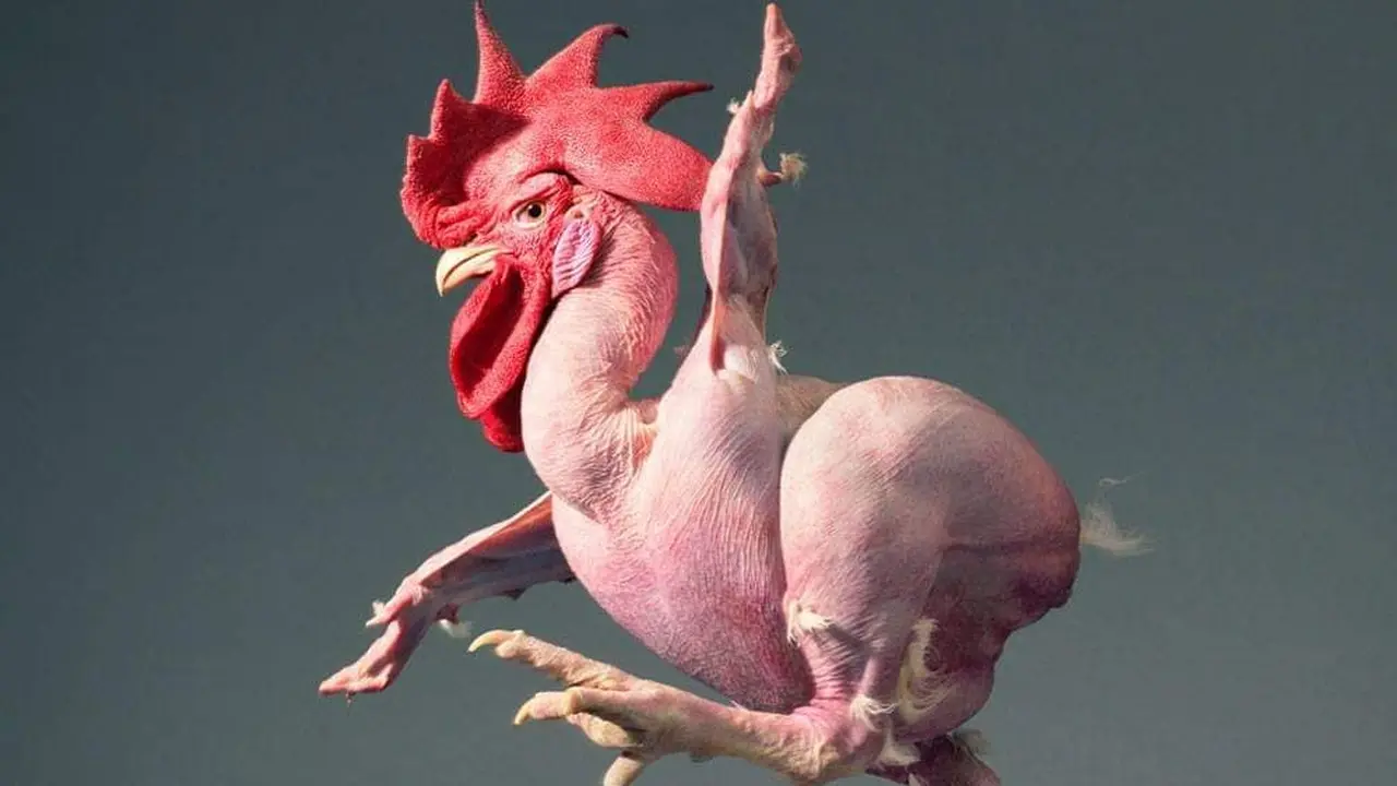 Featherless chicken atau ayam telanjang tanpa bulu yang mencuri perhatian dunia peternakan. (Facebook/Mara Masciale)