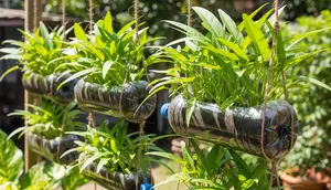 Cara Menanam Kangkung di Botol Bekas yang Mudah Dirawat, Praktis untuk Pemula