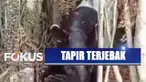 Keluar hutan diduga karena terpapar kabut asap, seekor tapir terlilit kawat baja di kebun sawit Riau.