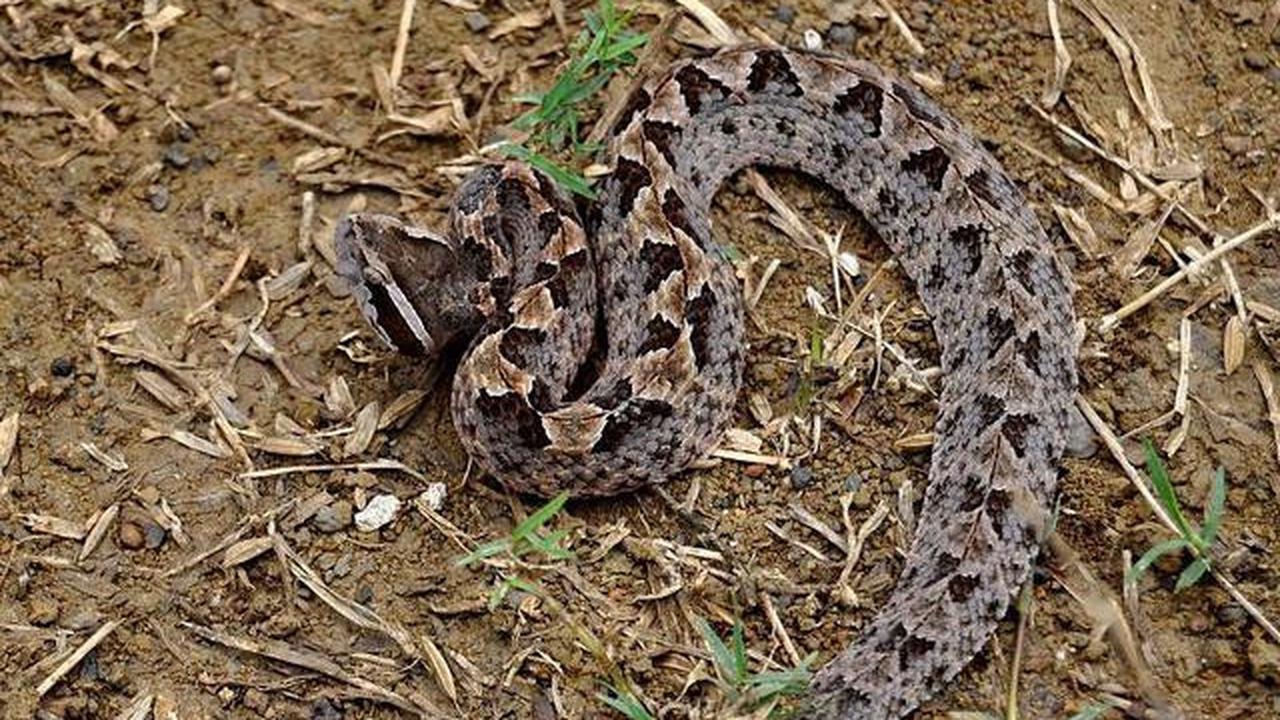 8 Jenis Ular yang Berkembang Biak di Area Berbatu, Pelajari Cara Pencegahannya